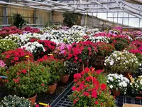 Oesch Fleurs & Jardins SA