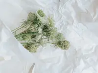 Fleurs du Coeur