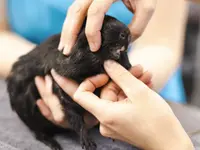 Tierarztpraxis Dammbühl AG