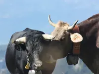 Ferme des Trontières Randogne - Klicken Sie, um das Bild 23 in einer Lightbox vergrössert darzustellen