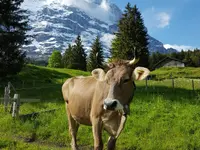 Tierarztpraxis BeoVet AG Filiale Meiringen - Klicken Sie, um das Bild 3 in einer Lightbox vergrössert darzustellen