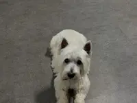 Hundesalon Isidora