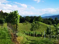Weinbau Kaiserspan