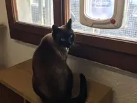 Hôtel pour chats 'Le Clozaley'