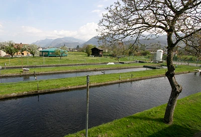 Site de Massongex, bacs d’alevinage