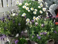 Fleur-antic Blumengeschäft