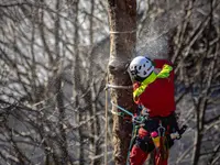 ONSFOREST Sagl