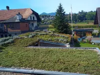 Kummer Gartenbau - Pflanzenoase