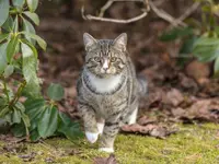 Tierschutzverein Amriswil und Umgebung - Klicken Sie, um das Bild 2 in einer Lightbox vergrössert darzustellen