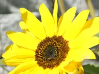 Le Tournesol - Klicken Sie, um das Bild 3 in einer Lightbox vergrössert darzustellen