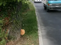 Arboristes-Conseils Sàrl