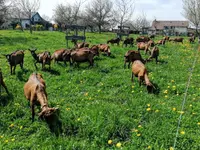 Ferme des Jordils - Klicken Sie, um das Bild 3 in einer Lightbox vergrössert darzustellen