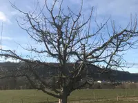 Tornay entretien - Klicken Sie, um das Bild 2 in einer Lightbox vergrössert darzustellen