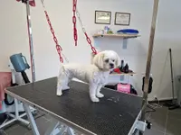 Dog Saloon & Cat Toilettage