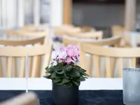 Restaurant Sopra