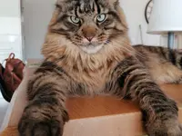 Studio Veterinario Ghiringhelli