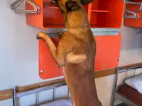 DetectDOG by HDD, Horner Détection Désinfestation sàrl - cliccare per ingrandire l’immagine 7 in una lightbox