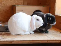 Ther'animal
