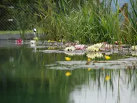 Augsburger Gartenbau GmbH - Klicken Sie, um das Bild 11 in einer Lightbox vergrössert darzustellen