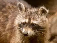 Zoo al Maglio - Neggio - Klicken Sie, um das Bild 7 in einer Lightbox vergrössert darzustellen