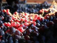 Wein Treffpunkt GmbH
