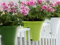Wiedmer-Blumen AG