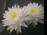 Buasiam Thai Massage Zürich