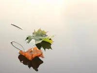 Pozvek AG