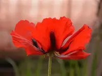 Genossenschaft Berner Blumenbörsen