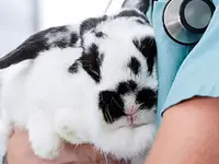 Tiergesundheitszentrum AM BLAUEN - Klicken Sie, um das Bild 1 in einer Lightbox vergrössert darzustellen