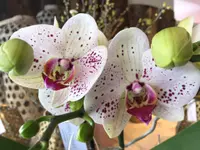 Blumen Bahnhof Carole Koch - Klicken Sie, um das Bild 10 in einer Lightbox vergrössert darzustellen