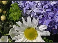 Blumen Galliker - cliccare per ingrandire l’immagine 1 in una lightbox