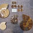 Ammonites du Madagascar