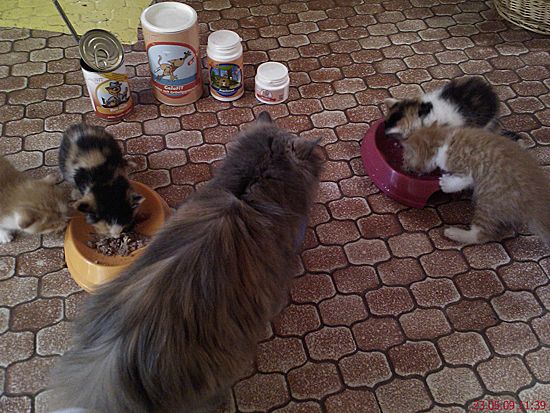 Swisscom chat en ligne Swisscom chat en ligne