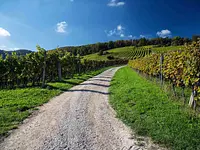 Weinbaugenossenschaft Schinznach-Dorf - Klicken Sie, um das Bild 1 in einer Lightbox vergrössert darzustellen