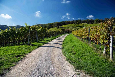 Weinbaugenossenschaft Schinznach-Dorf