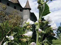Schloss Kyburg – Cliquez pour agrandir l’image 1 dans une Lightbox