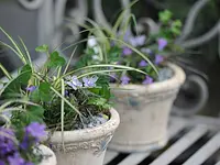 Gerber & Nyffeler Pflanzen Floristik AG (vormals Blumen Gerber & Co.) - Klicken Sie, um das Bild 2 in einer Lightbox vergrössert darzustellen