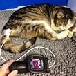 Innere Medizin: Blutdruckmessung bei der Katze.