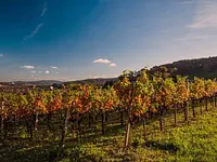 Weinbaugenossenschaft Schinznach-Dorf - Klicken Sie, um das Bild 2 in einer Lightbox vergrössert darzustellen