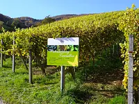 Weinbaugenossenschaft Schinznach-Dorf - Klicken Sie, um das Bild 5 in einer Lightbox vergrössert darzustellen