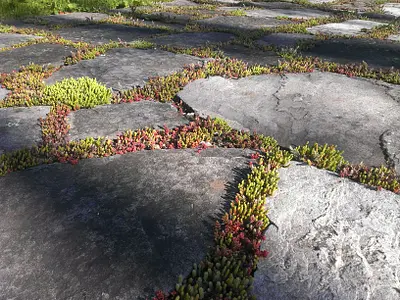 Terrasse Granite avec Joints Végétalisés