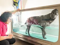 Hund in Balance Hundephysiotherapie - Klicken Sie, um das Bild 4 in einer Lightbox vergrössert darzustellen