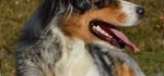 Pet Shop e Toelettatura
