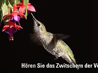 Hörberatung Zürich Mogg GmbH - Klicken Sie, um das Bild 2 in einer Lightbox vergrössert darzustellen