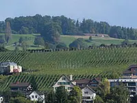 M. Weingut Hasenhalde – click to enlarge the image 1 in a lightbox