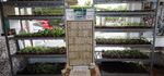 Kokopelli - Organic, Reproducible Plants and Seeds