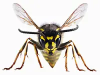 ABC-Insekt Roger Tomasi – Cliquez pour agrandir l’image 1 dans une Lightbox