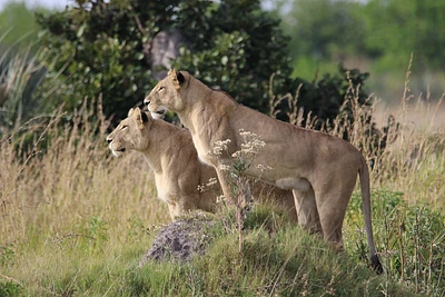 Botswana, Löwinnen im Okavango Delta