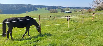 Ranch du p'tit bonheur - Pension pour chevaux à Bouloz - Parcs en herbe